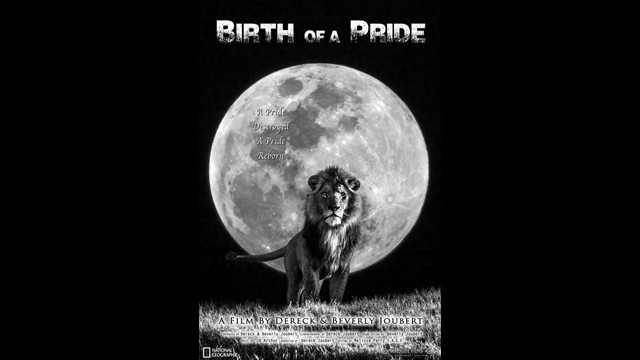 Birth of a pride